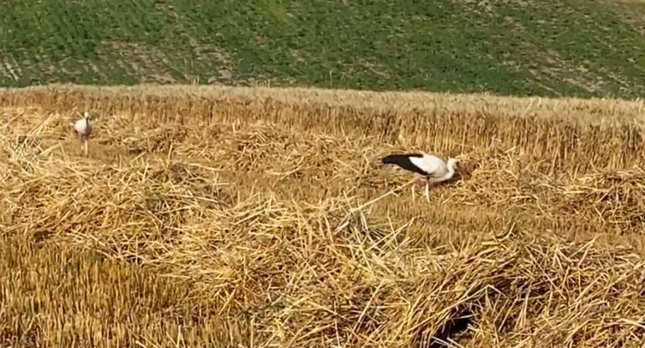 Çiftçi de leylekler de rızkının peşinde