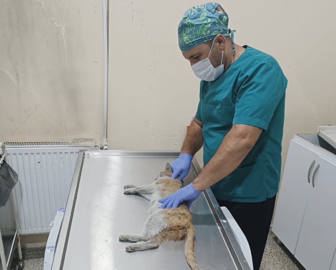 Aracın çarptığı çoban köpeğine cerrahi müdahale