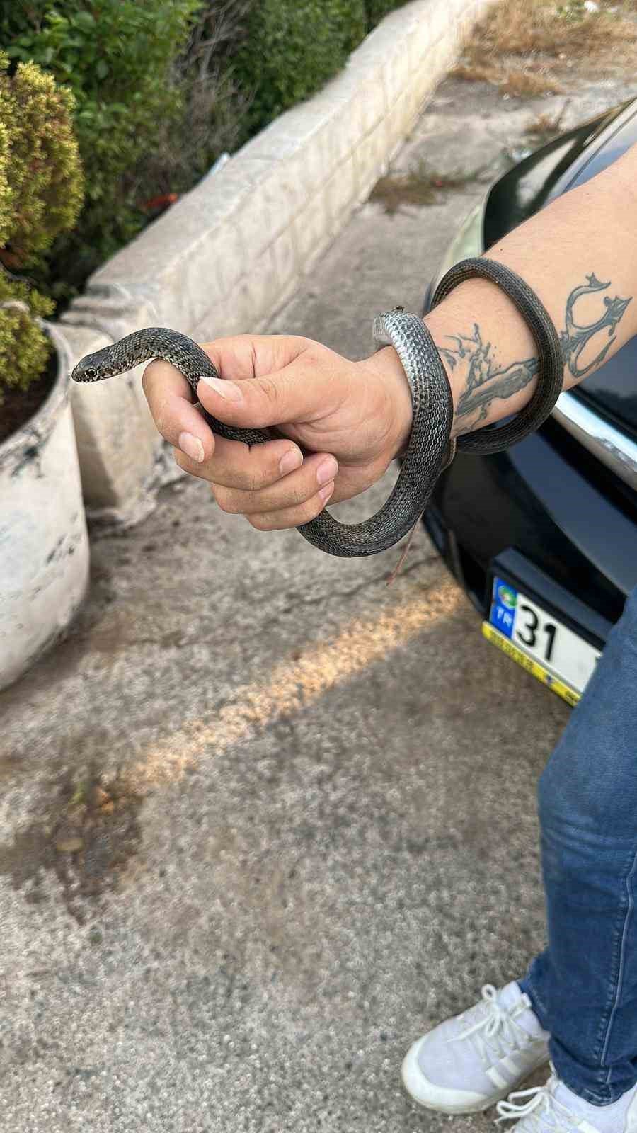 Elleriyle yakaladığı yılanı, ‘insanlardan uzak dur’ diyerek doğaya saldı