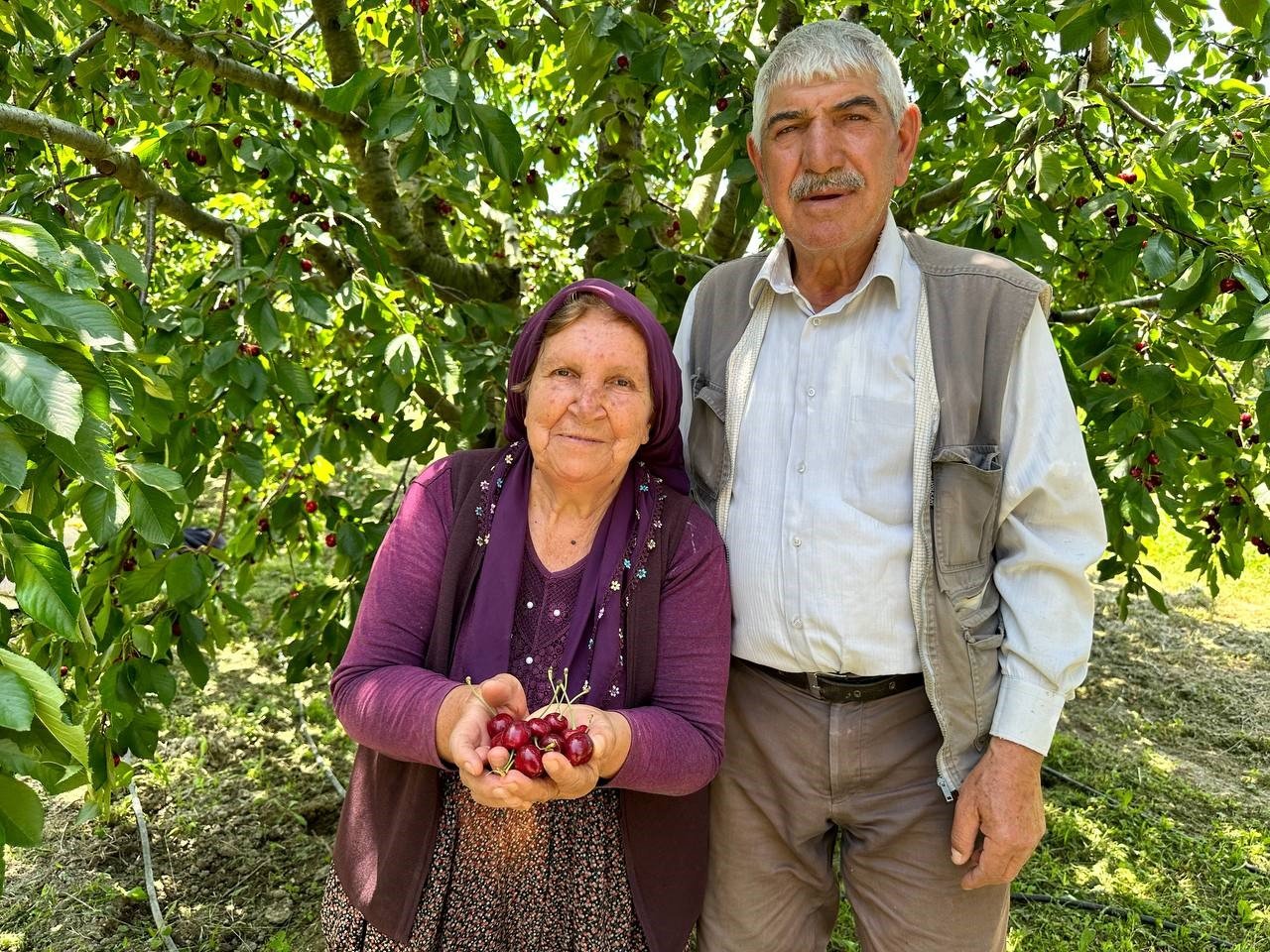 Üreticiler ile tüccarlar fiyatta anlaşamazsa kiraz dalında kalacak