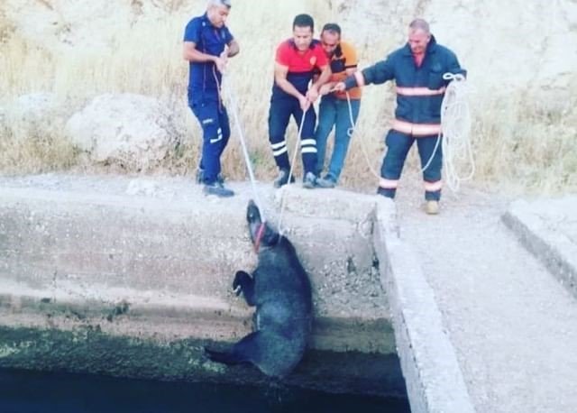 Nusaybin’de sulama kanalına düşen domuzu itfaiye ekipleri kurtardı