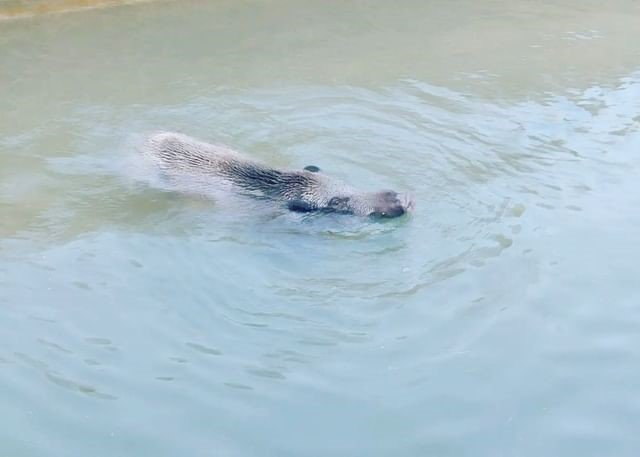 Nusaybin’de sulama kanalına düşen domuzu itfaiye ekipleri kurtardı