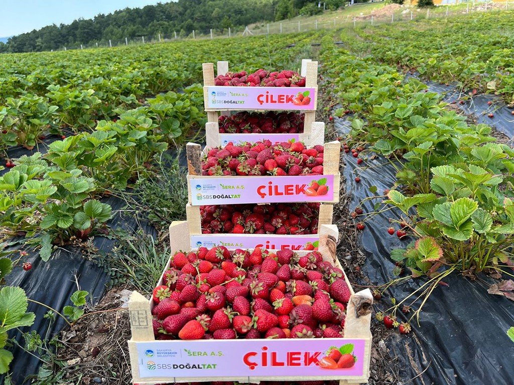 Başkan Yüce: “Bu yıl üretim hedeflerimizin üzerine çıkacağız”