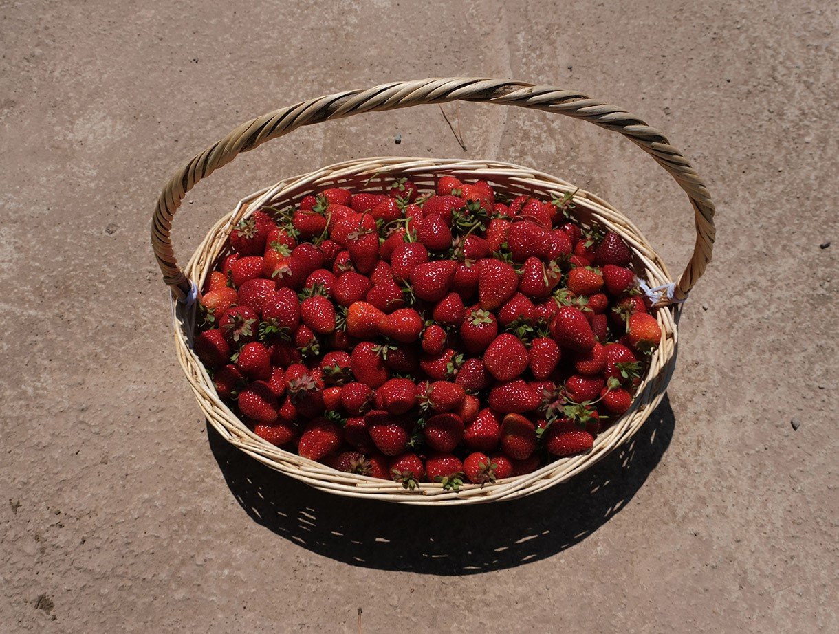 Başkan Yüce: “Bu yıl üretim hedeflerimizin üzerine çıkacağız”