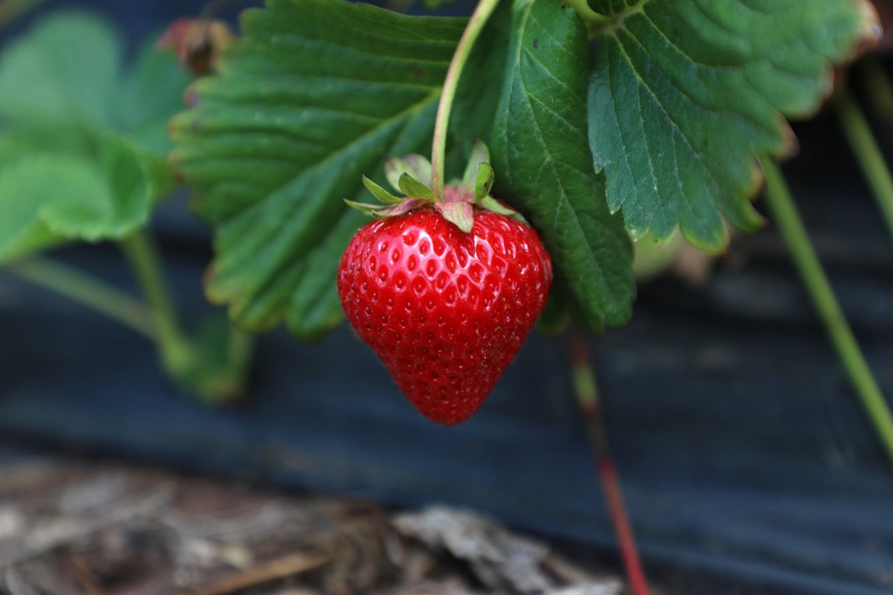 Başkan Yüce: “Bu yıl üretim hedeflerimizin üzerine çıkacağız”