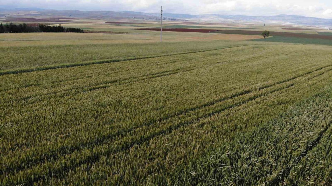 Çiftçilerin yağış sonrası korkusu; ’Pas hastalığı’