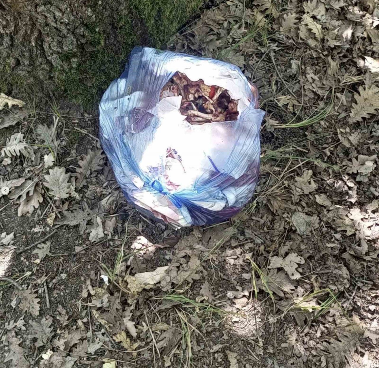 Ormanlık alan yine çöplüğe döndü