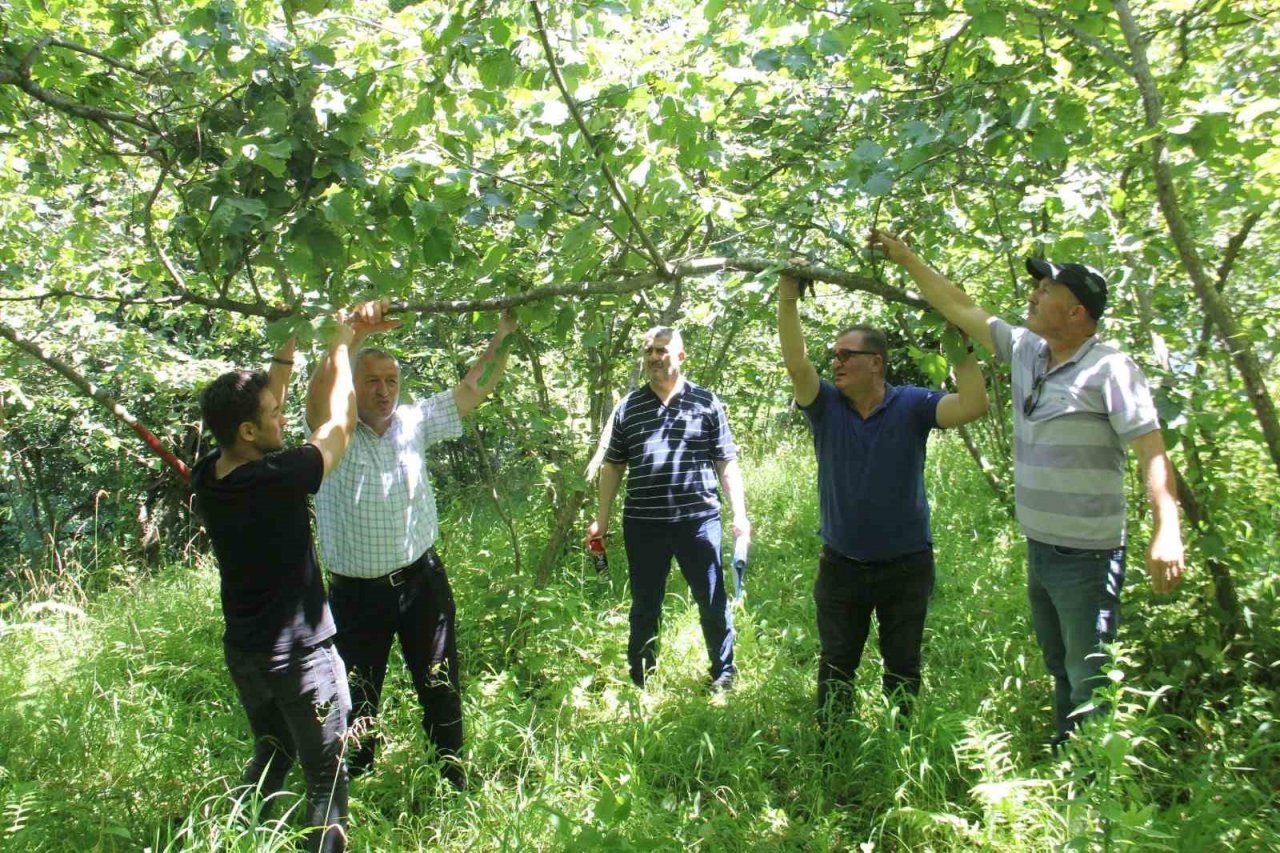 Trabzon’da fındıkta rekolte tespit çalışmaları başladı