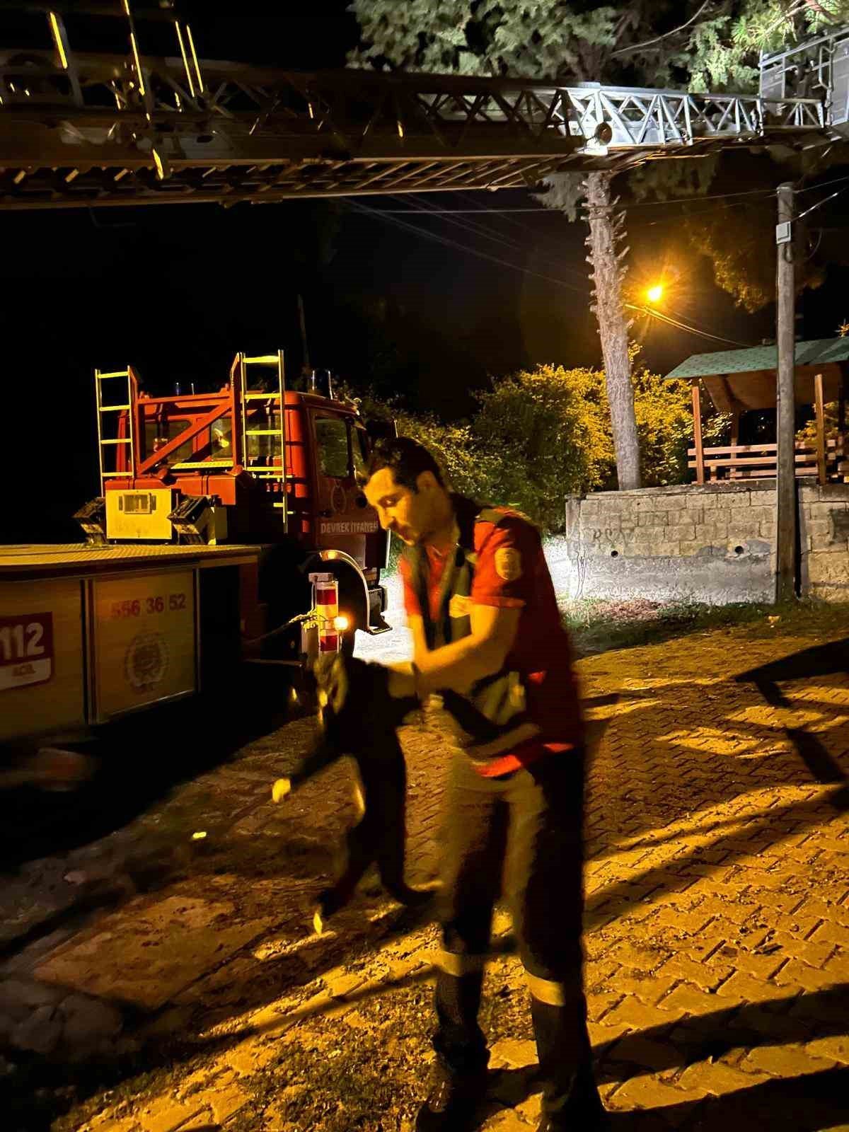 Ağaçta mahsur kalan kediyi itfaiye kurtardı