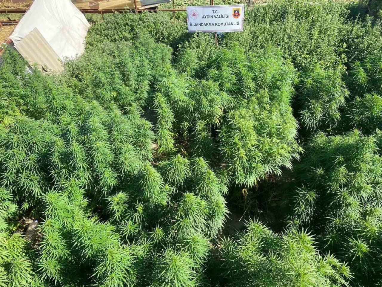 Çiftlik evine uyuşturucu baskını: 1 tutuklama