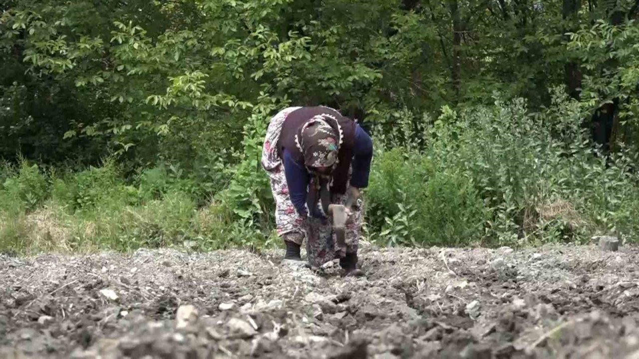 Bursa’da çilek üreticisine şok...Geçen yıl 18 liraydı, bu yıl 5 lira