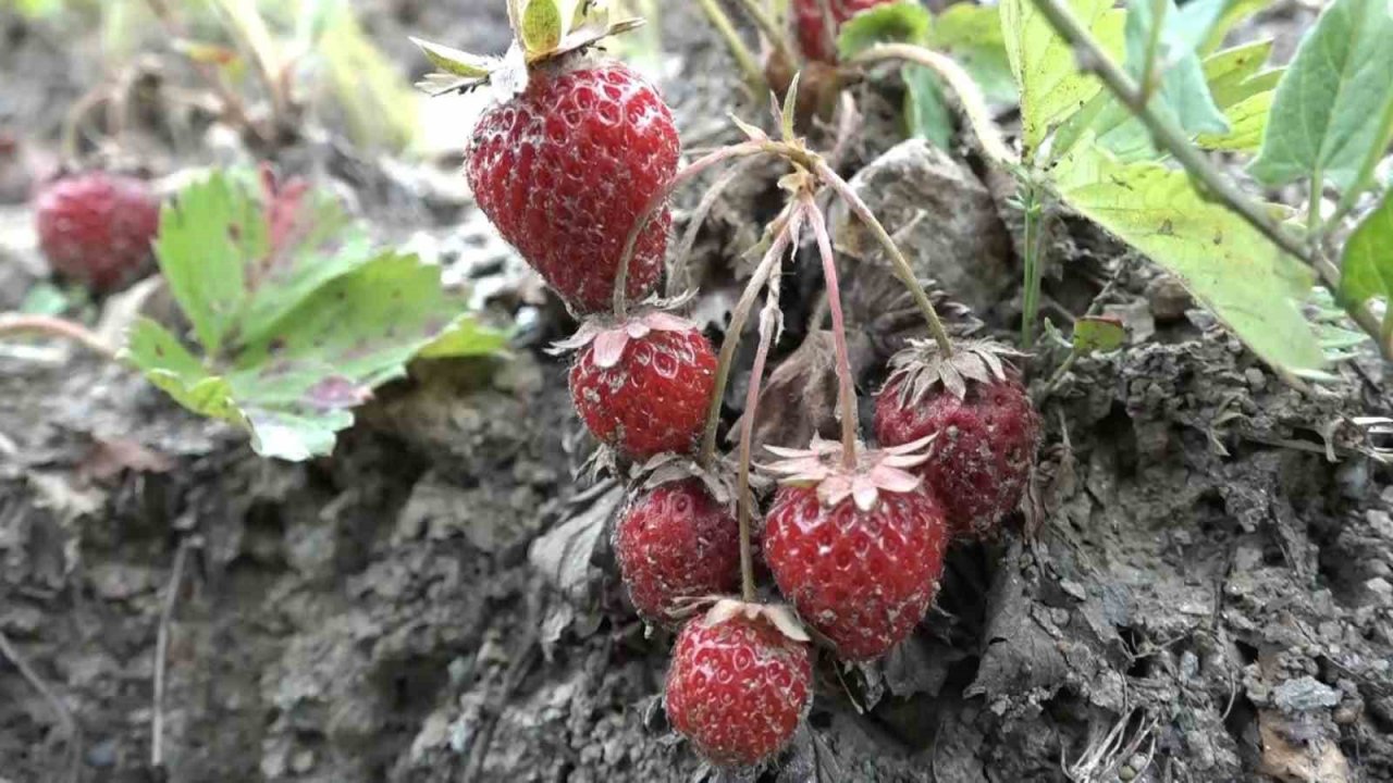Bursa’da çilek üreticisine şok...Geçen yıl 18 liraydı, bu yıl 5 lira