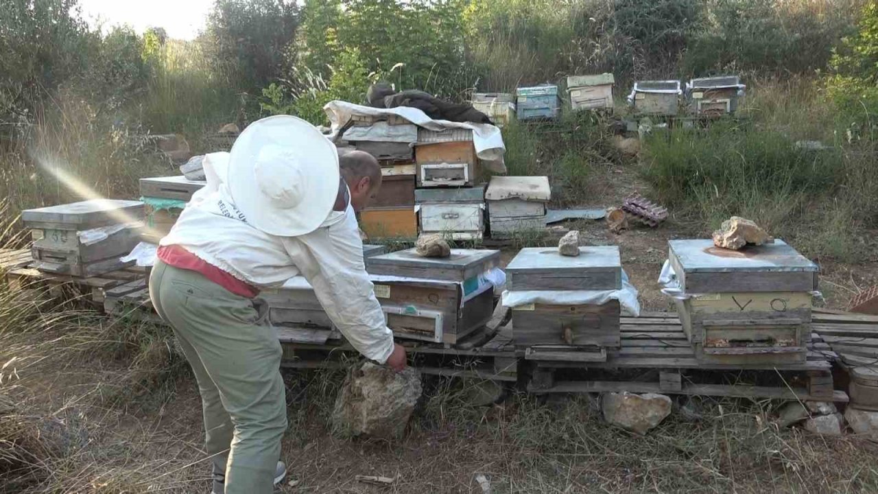 Bursa’da ilginç hırsızlık...Arıları kovanlarıyla birlikte çaldılar