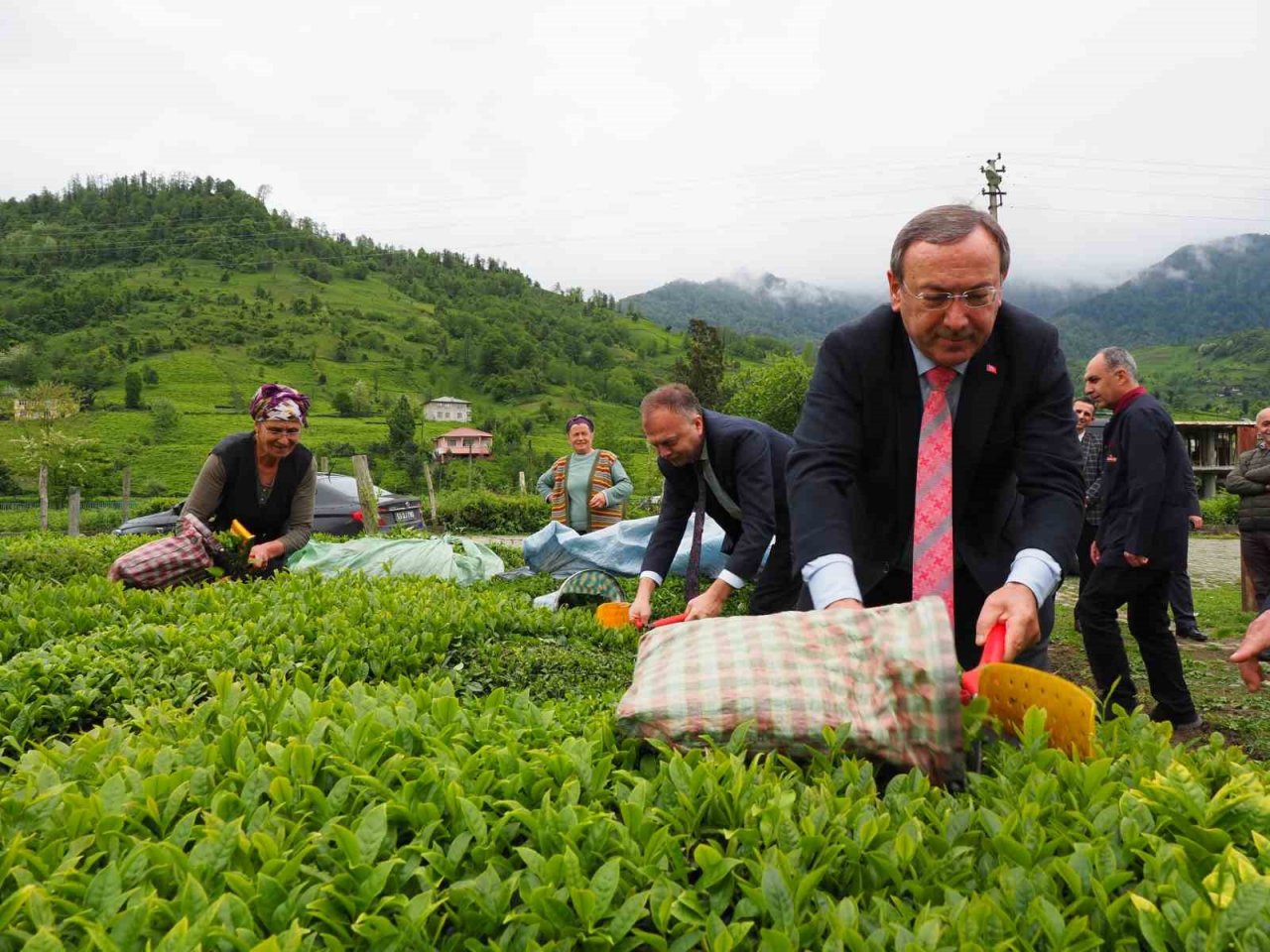 2. sürgün yaş çay alım kampanyası açıldı