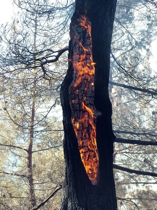 Orman yangınlarının çoğu yıldırım kaynaklı