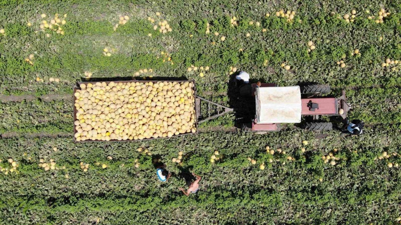 Enkaz kent Hatay’da yüz güldüren hasat: Kavun tarlada 11 TL’den alıcı buluyor