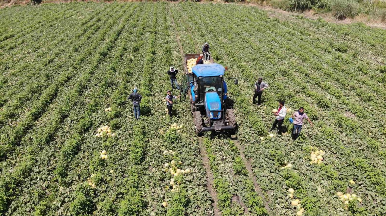 Enkaz kent Hatay’da yüz güldüren hasat: Kavun tarlada 11 TL’den alıcı buluyor