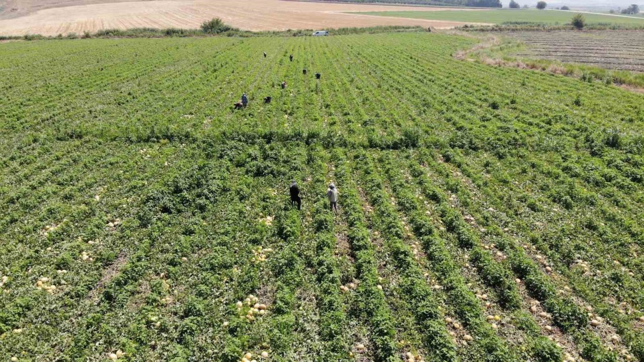 Enkaz kent Hatay’da yüz güldüren hasat: Kavun tarlada 11 TL’den alıcı buluyor