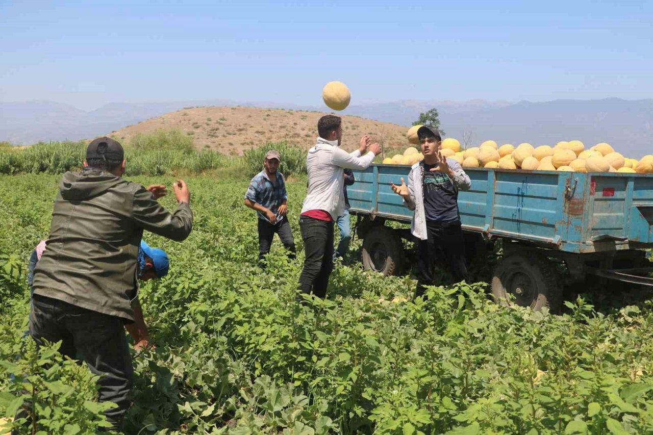 Enkaz kent Hatay’da yüz güldüren hasat: Kavun tarlada 11 TL’den alıcı buluyor