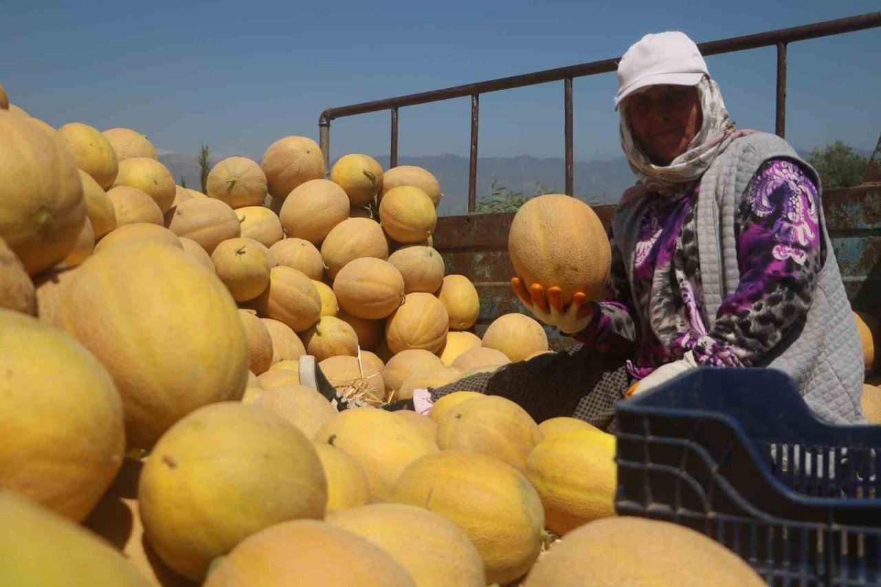 Enkaz kent Hatay’da yüz güldüren hasat: Kavun tarlada 11 TL’den alıcı buluyor