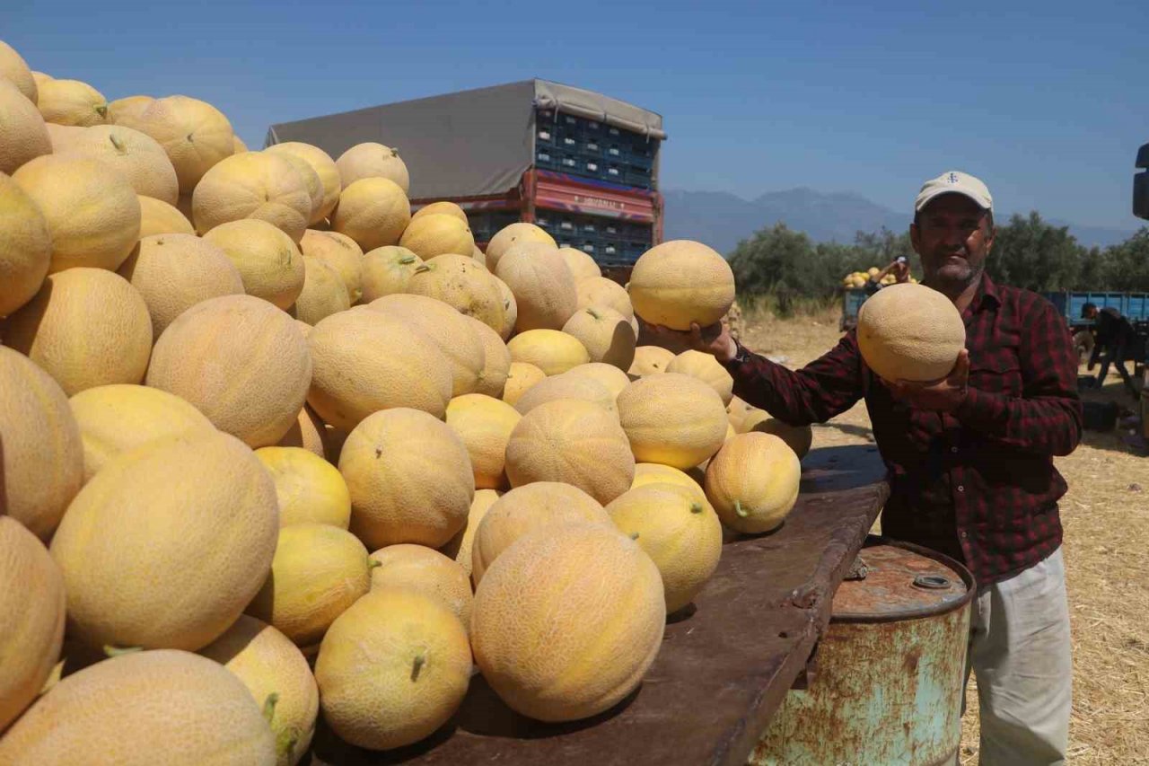 Enkaz kent Hatay’da yüz güldüren hasat: Kavun tarlada 11 TL’den alıcı buluyor