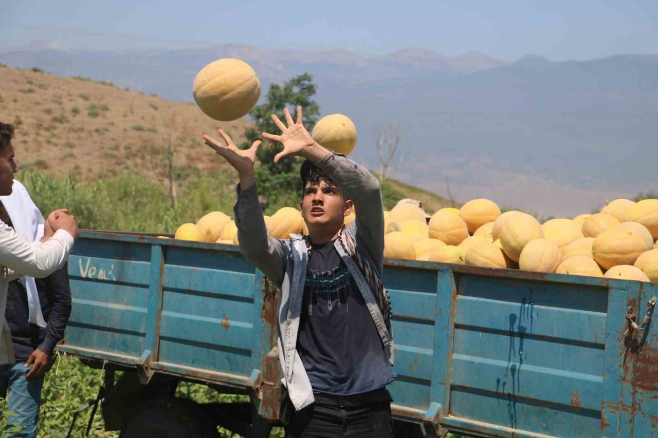 Enkaz kent Hatay’da yüz güldüren hasat: Kavun tarlada 11 TL’den alıcı buluyor