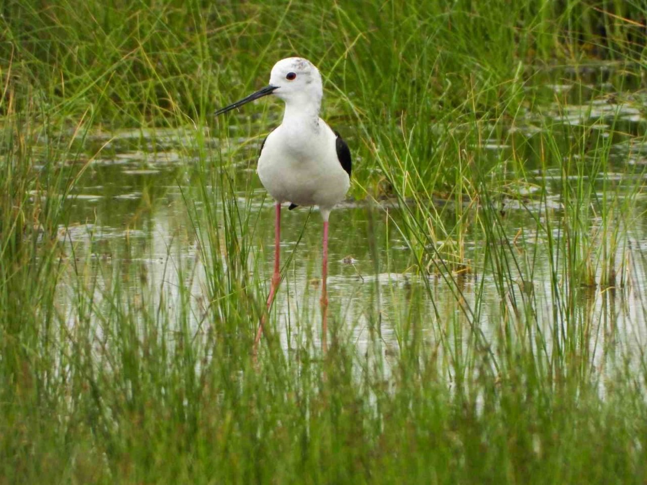 Kuşlar doğal yaşamlarında görüntülendi