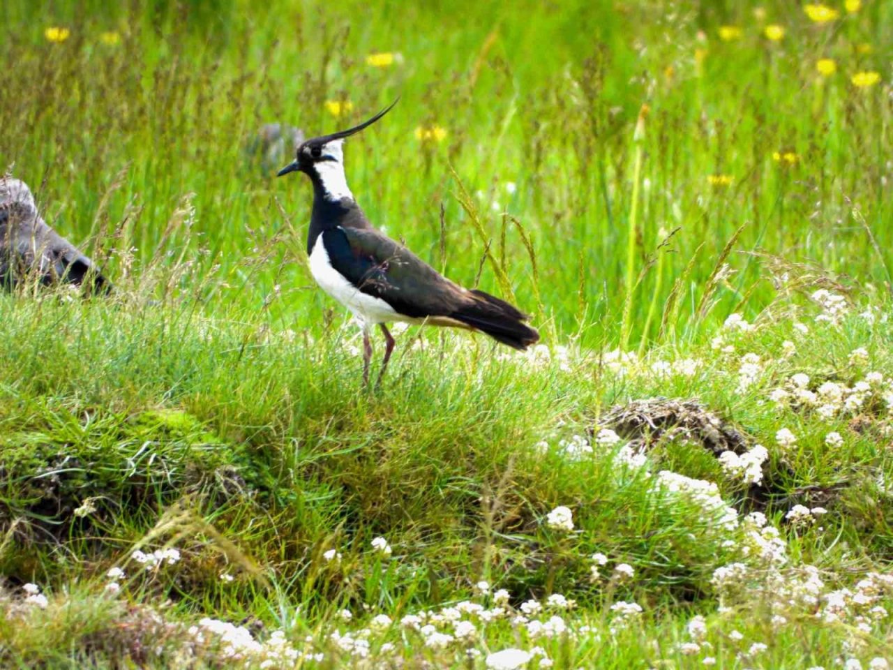 Kuşlar doğal yaşamlarında görüntülendi