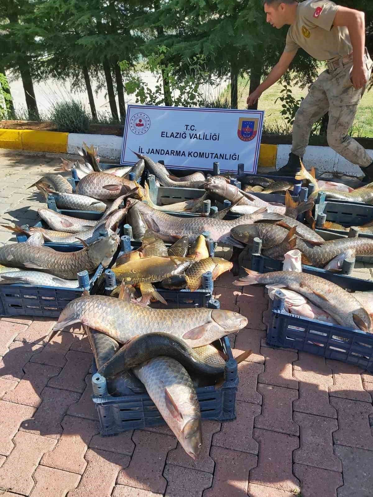 Elazığ’da ilk 6 ayda, 10 ton kaçak balık ele geçirildi
