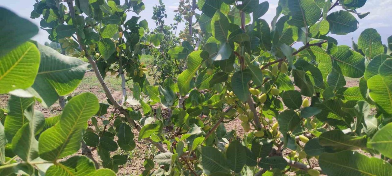 Iğdır Üniversitesi’nde Antep fıstığı parselinde bu yıl ilk hasat yapılacak