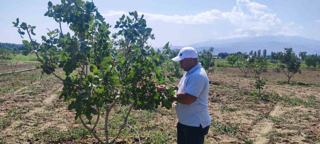 Iğdır Üniversitesi’nde Antep fıstığı parselinde bu yıl ilk hasat yapılacak