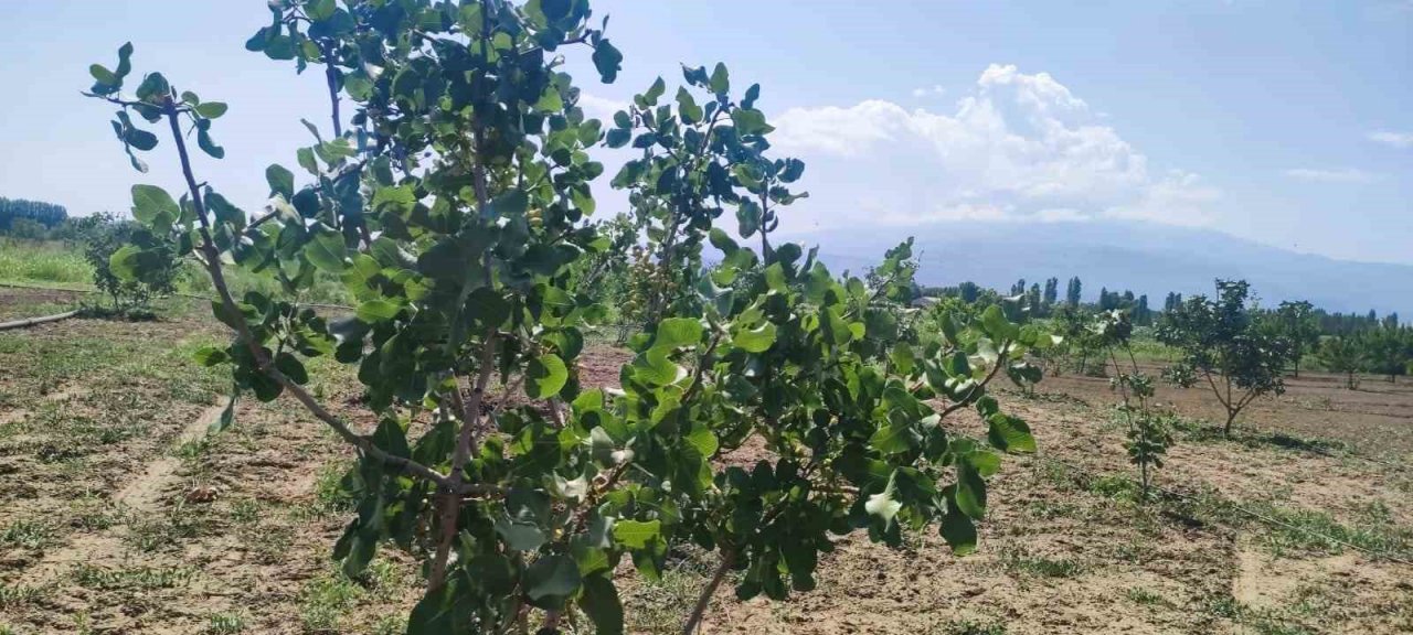 Iğdır Üniversitesi’nde Antep fıstığı parselinde bu yıl ilk hasat yapılacak