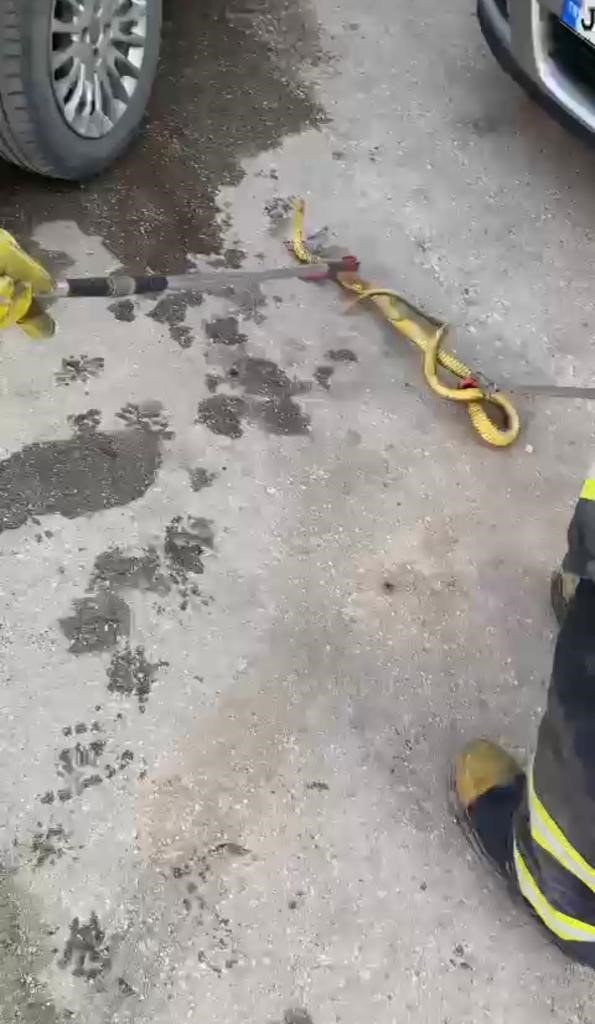 Otomobilin motor kısmına giren yılan bagajdan çıkarıldı