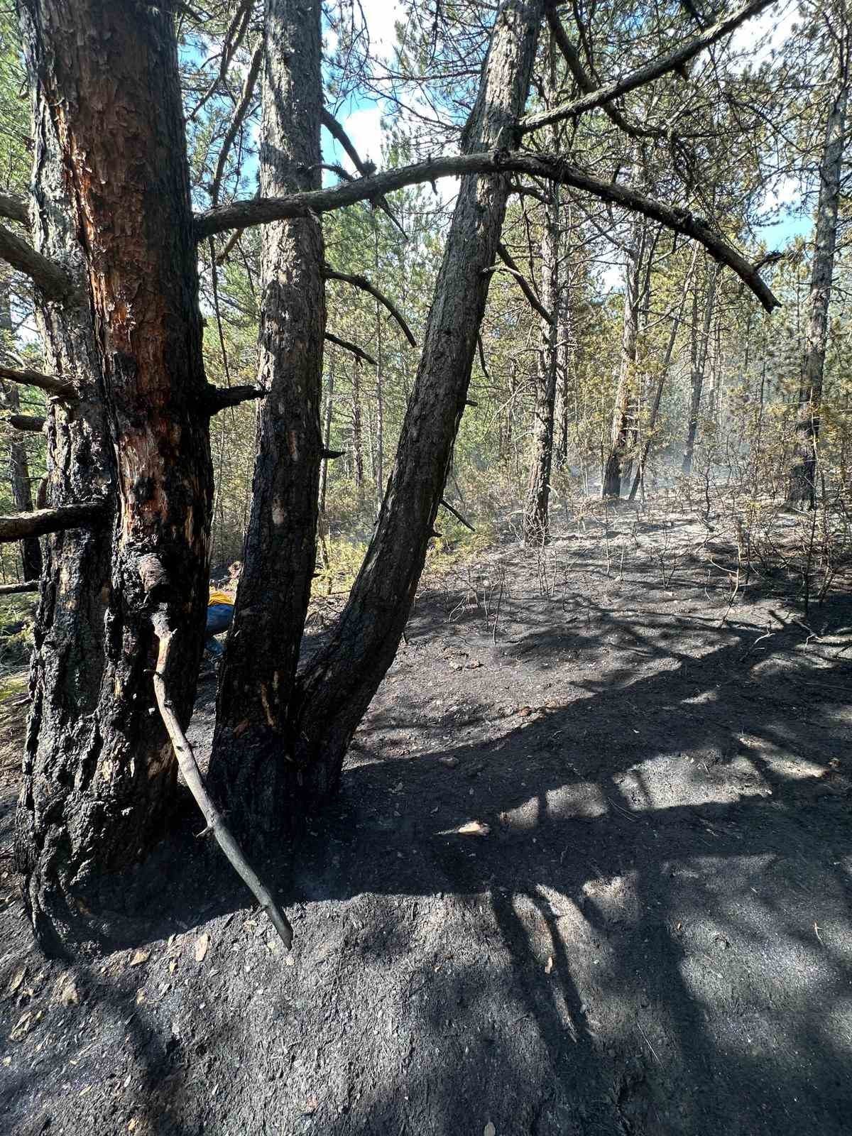 Yıldırım düşen ormanda çıkan yangın söndürüldü