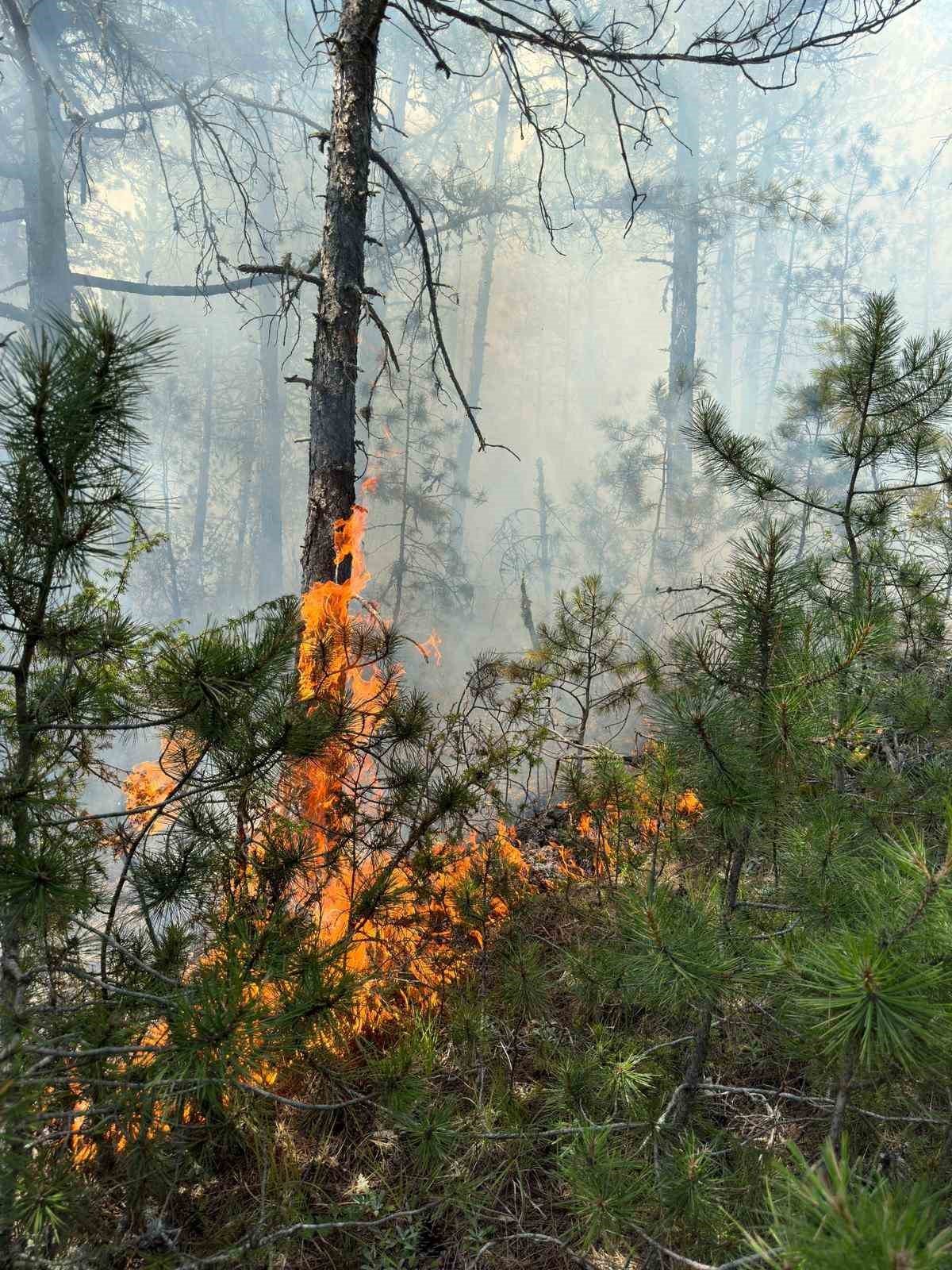Yıldırım düşen ormanda çıkan yangın söndürüldü