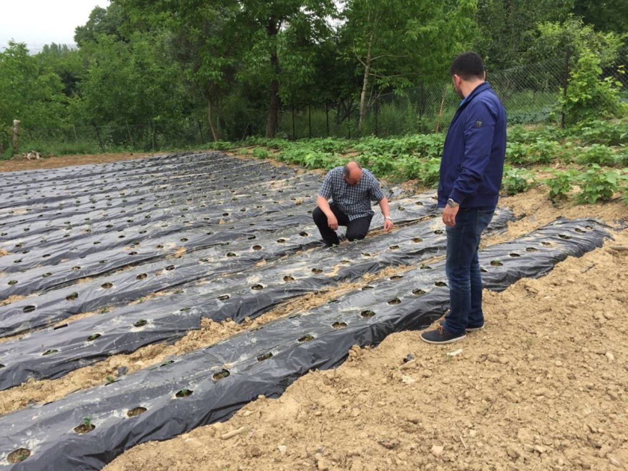 Üreticilere 118 bin çilek fidesi dağıtıldı