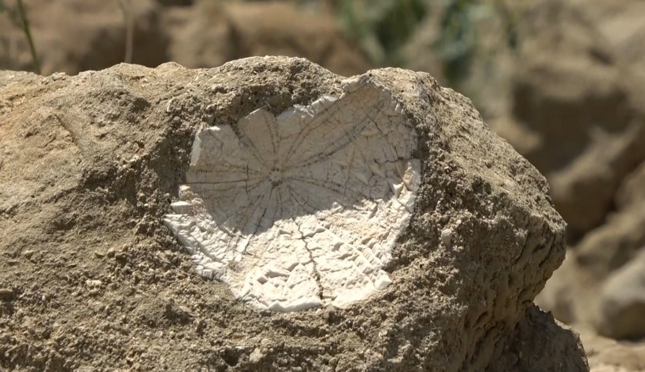 Muş’ta 20 milyon yıllık deniz canlıları fosili bulundu