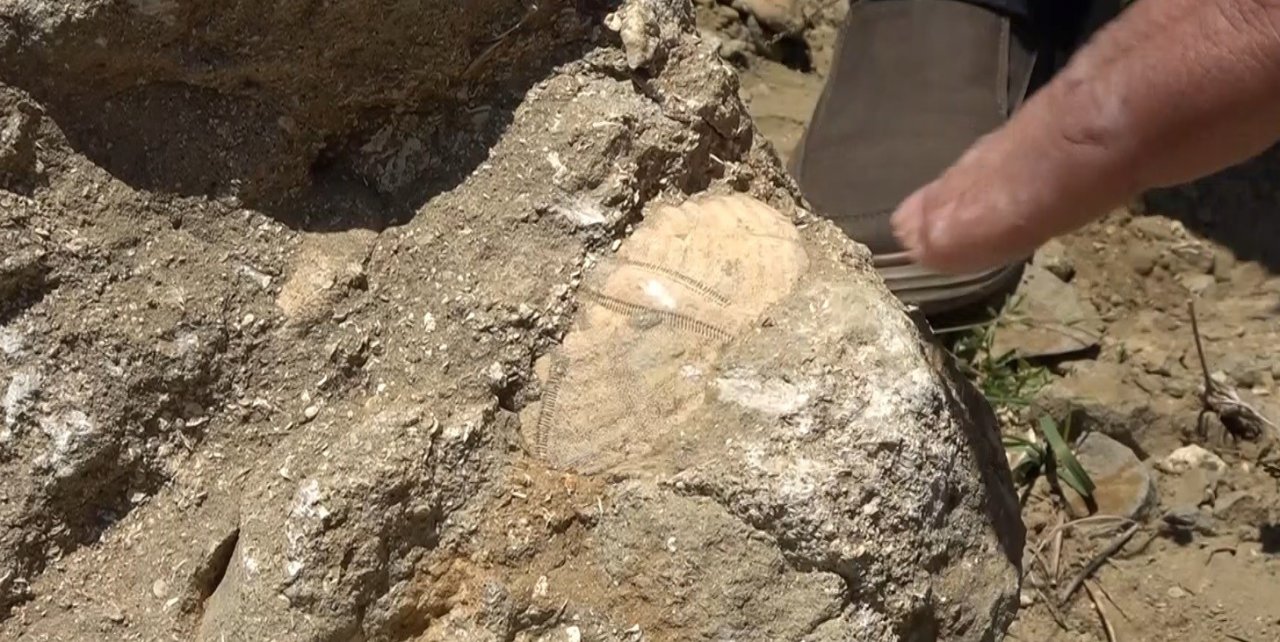 Muş’ta 20 milyon yıllık deniz canlıları fosili bulundu