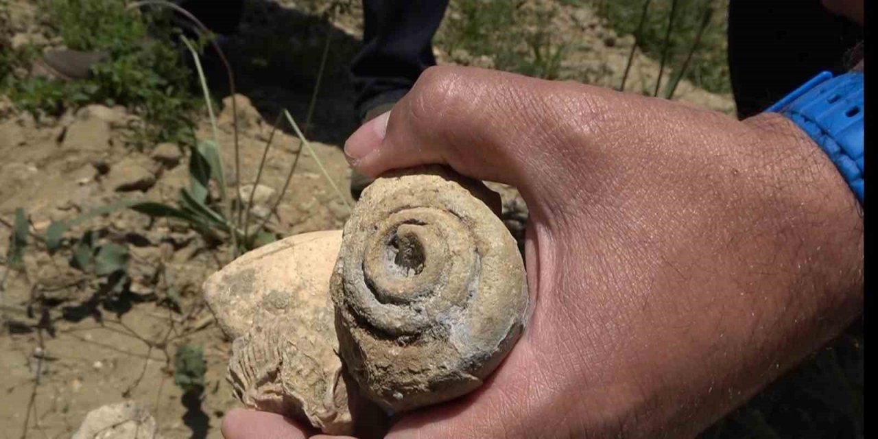 Muş’ta 20 milyon yıllık deniz canlıları fosili bulundu