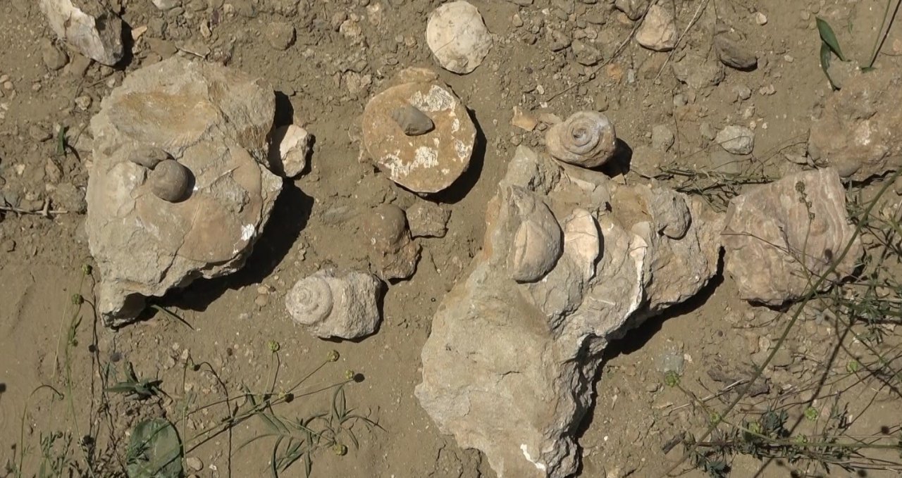 Muş’ta 20 milyon yıllık deniz canlıları fosili bulundu