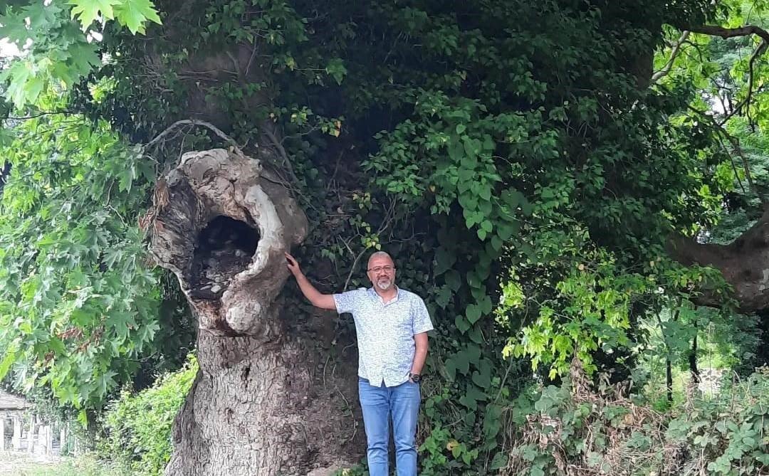 Asırlık çınarların koruma altına alınması talebi