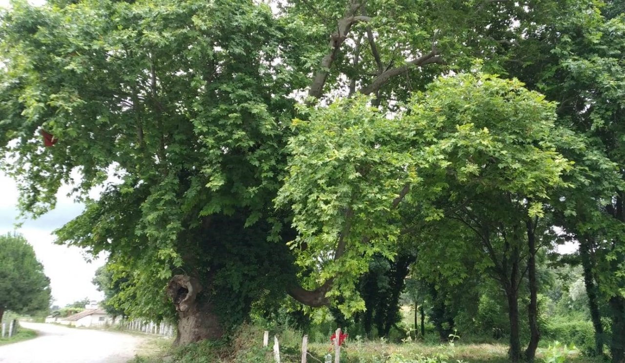 Asırlık çınarların koruma altına alınması talebi