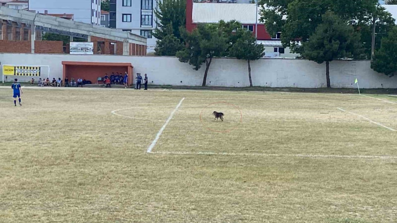 Sahaya giren köpek maçı durdurdu