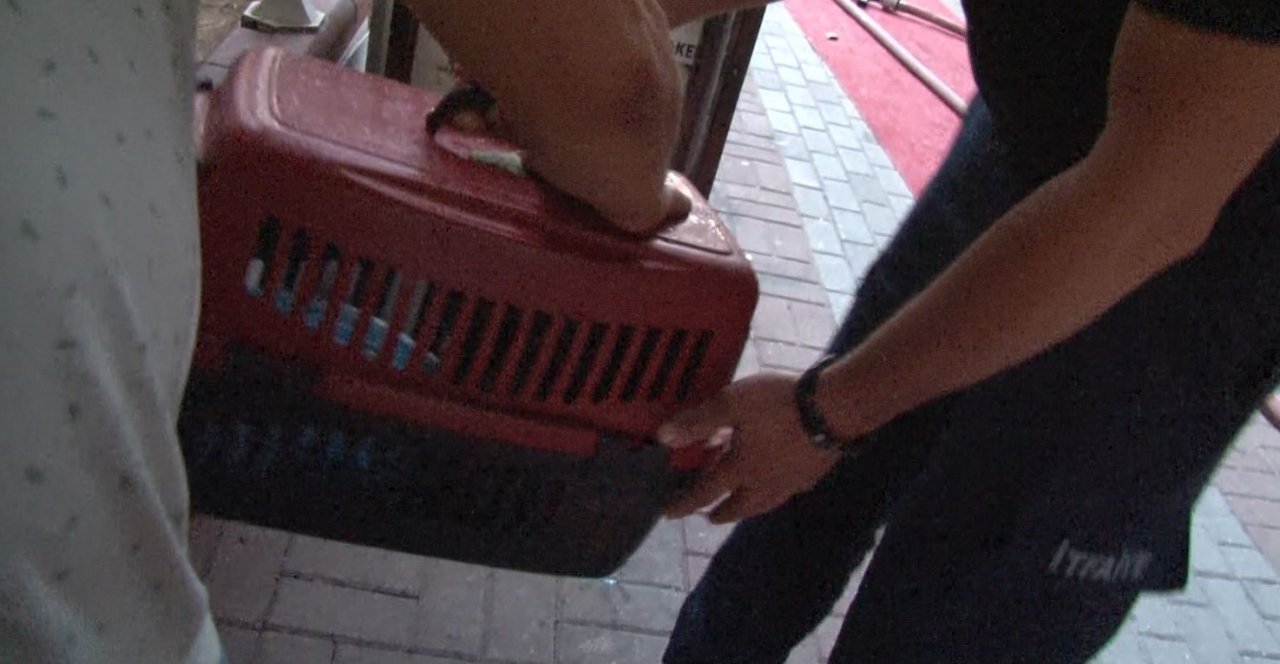 Yangında ‘Duman’ isimli kedi itfaiye erleri tarafından kurtarıldı