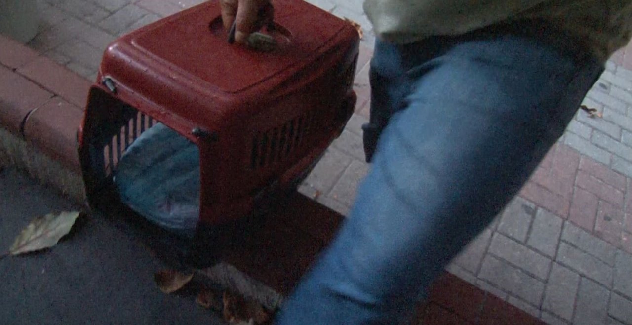 Yangında ‘Duman’ isimli kedi itfaiye erleri tarafından kurtarıldı