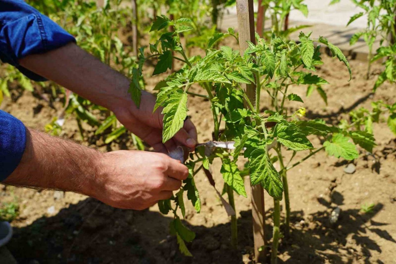 AtaTohum’da yazlık fideler toprakla buluştu