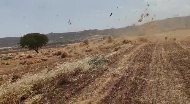 Gercüş’te fırtına mercimek tarlasını birbirine kattı