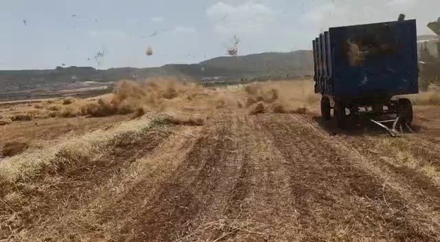Gercüş’te fırtına mercimek tarlasını birbirine kattı