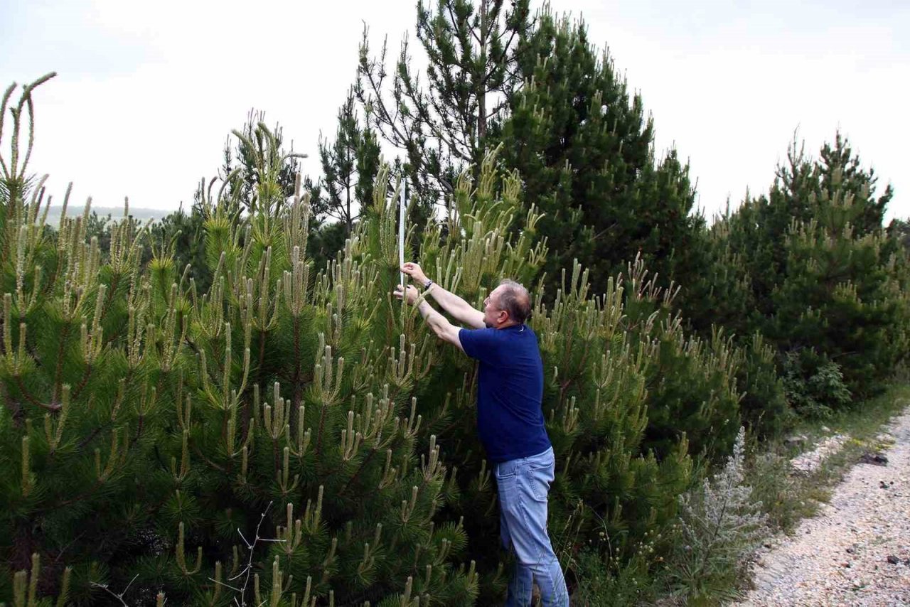 Genç fidanlar hızla büyüyor