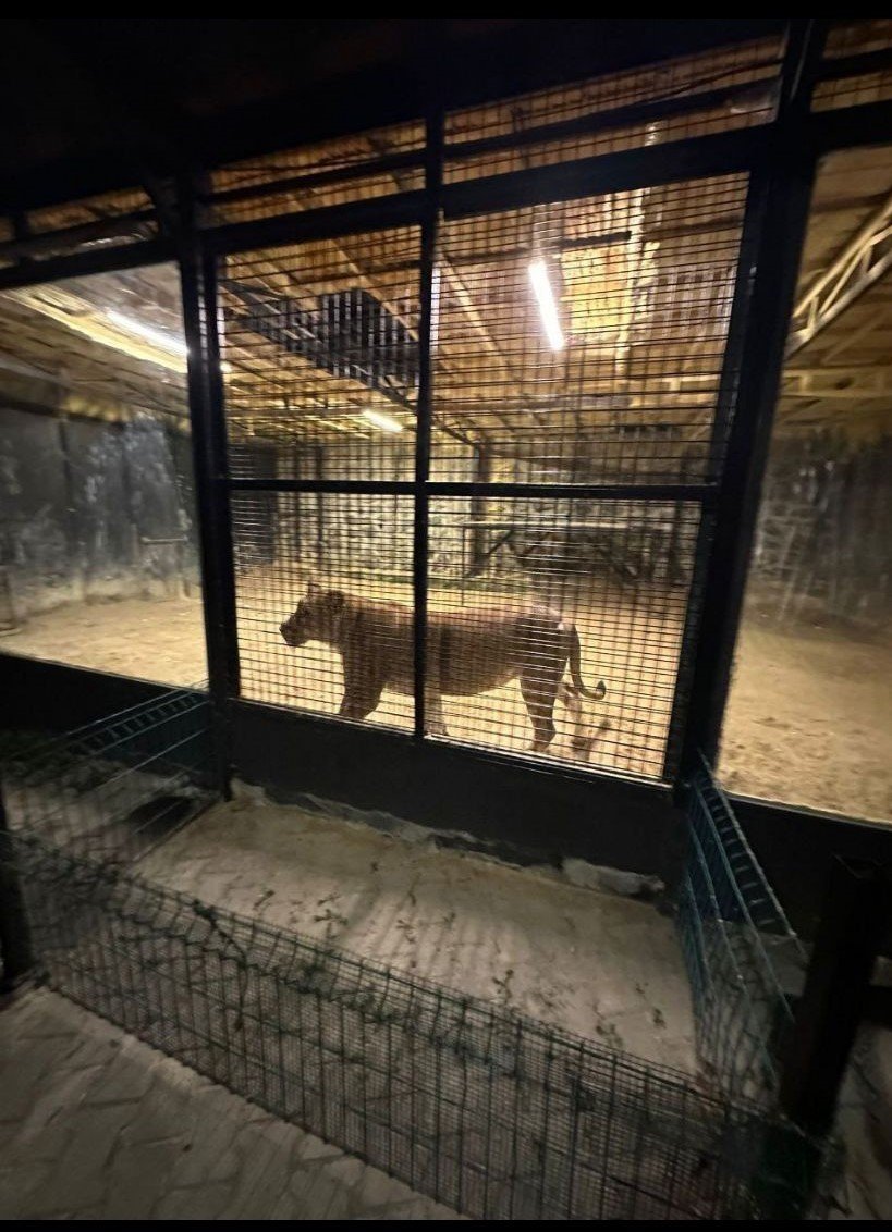 Beykoz’da ormanda ‘aslan avı’